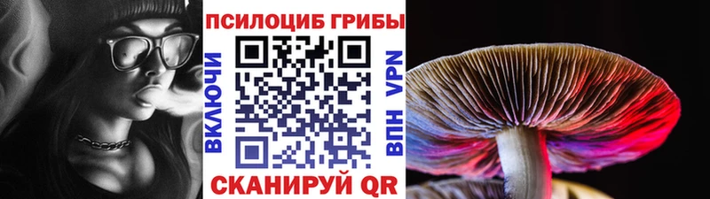 Галлюциногенные грибы Psilocybe  Тверь 